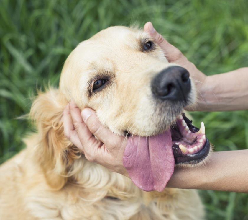 Cane felice con la lingua fuori, accarezzato dalle mani di una persona.